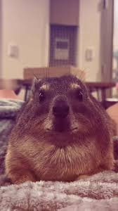 This is a very serious diagram that our team made during the meeting